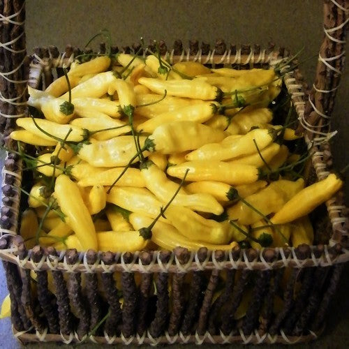 Peper 'Lemon Drop' / 'Inca Hot' / 'Hot Lemon', 'Aji Lemo'