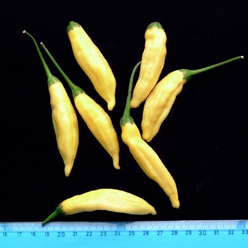 Peper 'Lemon Drop' / 'Inca Hot' / 'Hot Lemon', 'Aji Lemo'