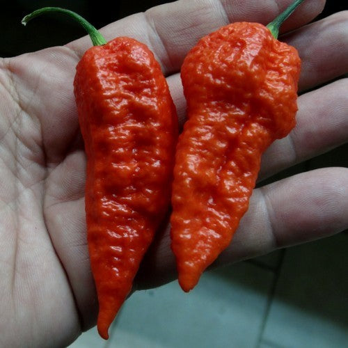 Peper 'Leviathan Gnarly Scorpion'