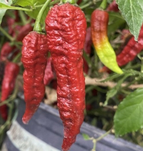 Peper 'Leviathan Gnarly Scorpion'