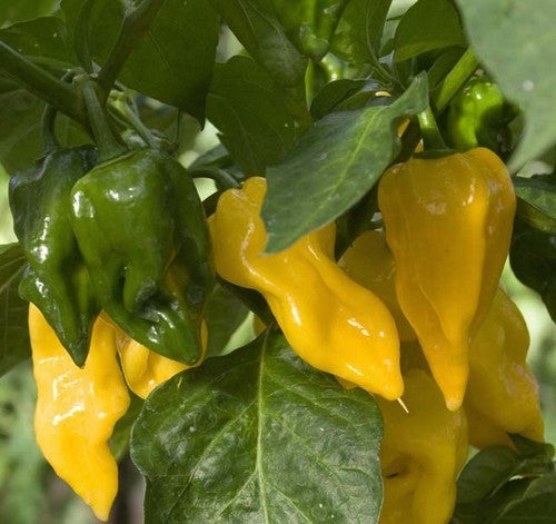 Pepper 'Limón' / 'Puerto Rican Yellow'