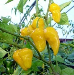 Pepper 'Limón' / 'Puerto Rican Yellow'