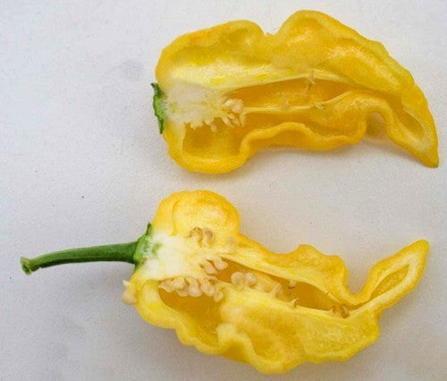 Pepper 'Limón' / 'Puerto Rican Yellow'