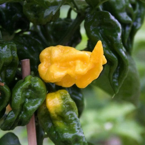 Pepper 'Limón' / 'Puerto Rican Yellow'
