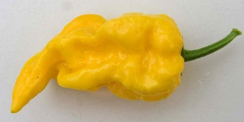 Pepper 'Limón' / 'Puerto Rican Yellow'