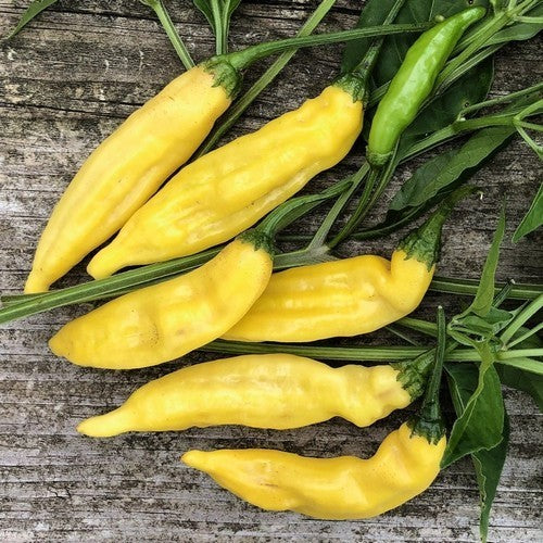 Peper 'Limòn Colormix'