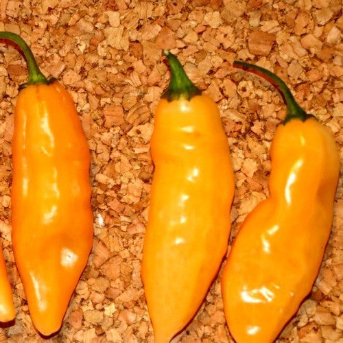 Peper 'Limòn Colormix'