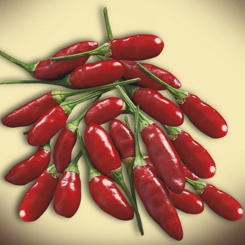 Peper 'Little Devil Calabrese' / 'Diavolicchio Calabrese'