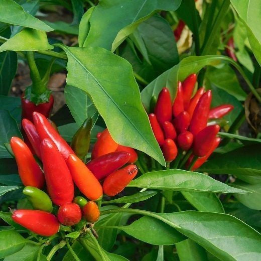 Peper 'Little Devil Calabrese' / 'Diavolicchio Calabrese'