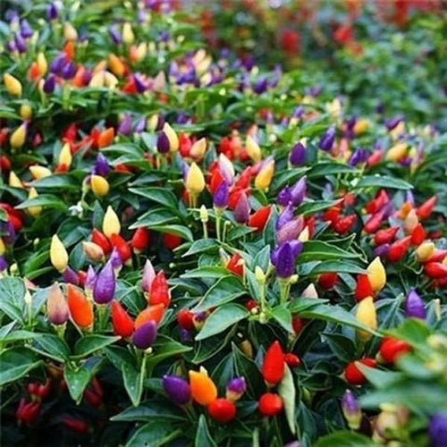Peper 'Little Elf'