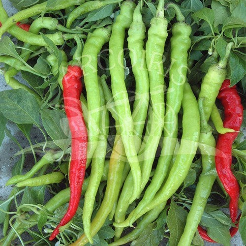 Peper 'Lunga Sigaretta Biondo' / 'Sigaretta Verde di Bergamo'
