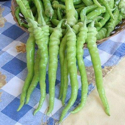Peper 'Lunga Sigaretta Biondo' / 'Sigaretta Verde di Bergamo'