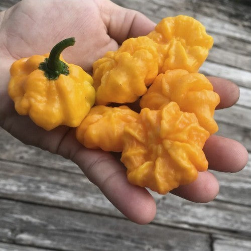 Peper 'MA Daisy Cutter Yellow'