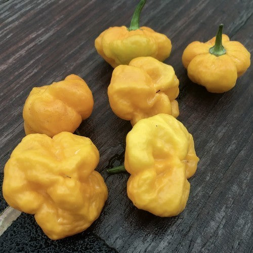 Peper 'MA Daisy Cutter Yellow'