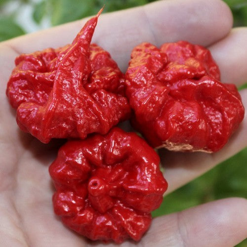 Pepper 'MA Wartryx'