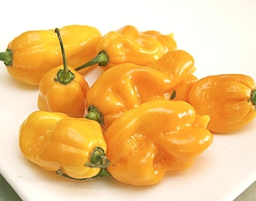Peper 'Madame Jeanette'