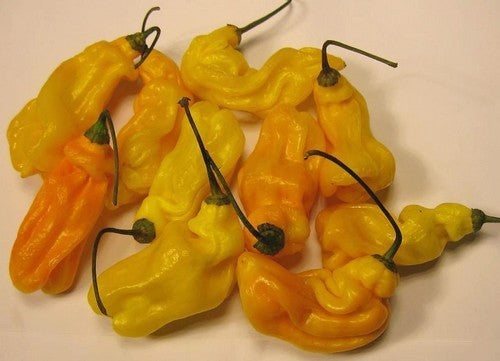 Pepper 'Madame Jeanette'