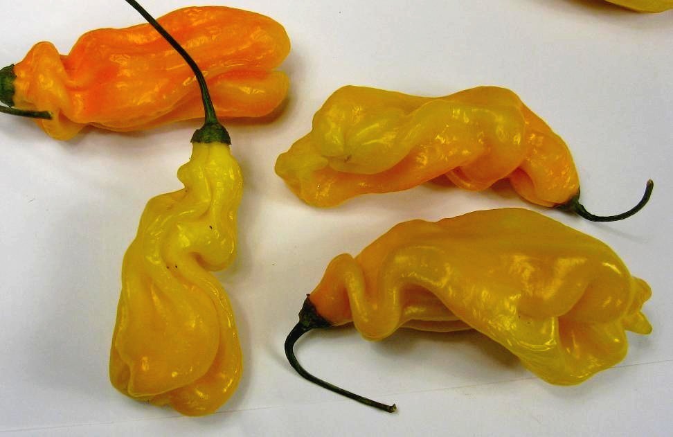 Pepper 'Madame Jeanette'