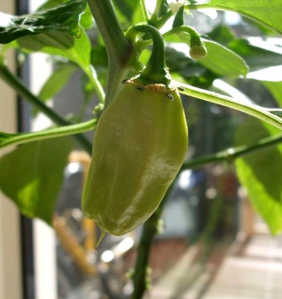 Pepper 'Madame Jeanette'