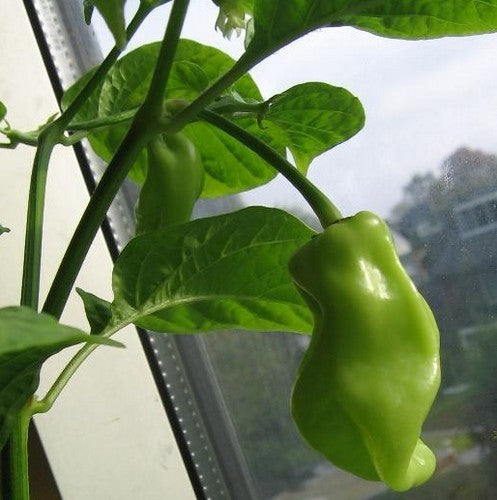 Pepper 'Madame Jeanette'