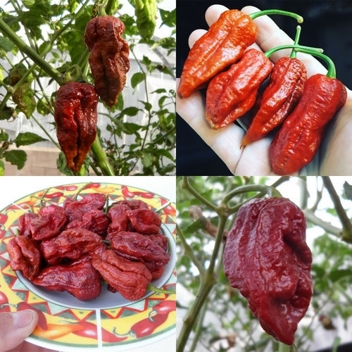 Pepper 'Madballz 7'
