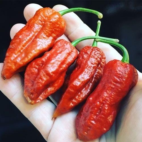 Pepper 'Madballz 7'