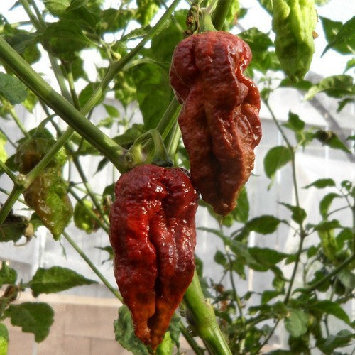 Pepper 'Madballz 7'