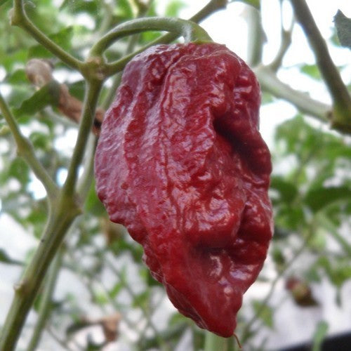 Pepper 'Madballz 7'