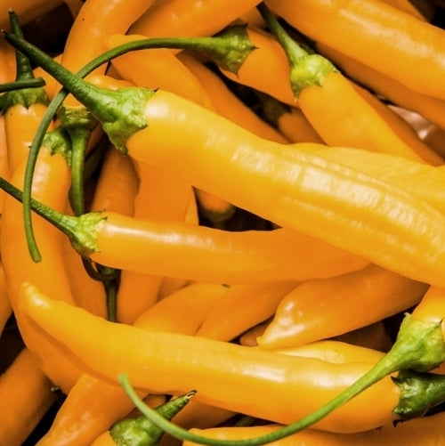 Peper 'Madre Vieja'