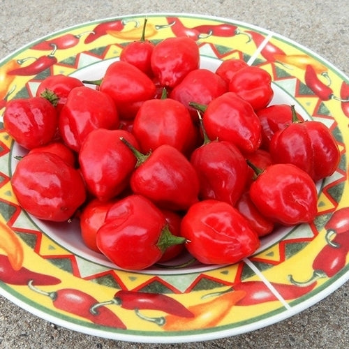 Peper 'Malawi Peppadew'
