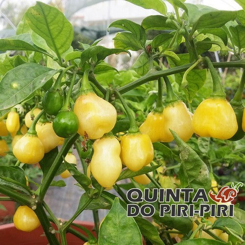 Peper 'Maraba'