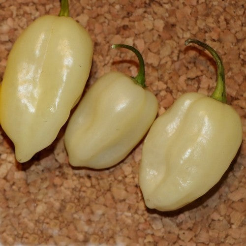 Peper 'Maraba'