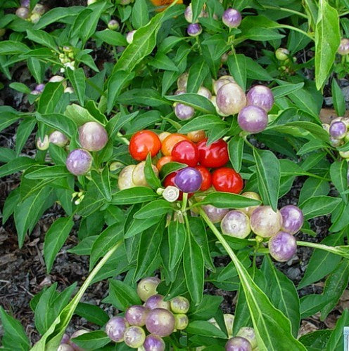 Peper 'Marbles'