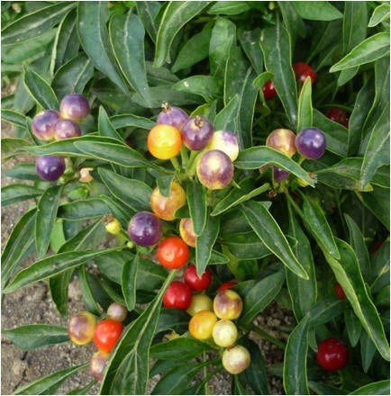 Peper 'Marbles'