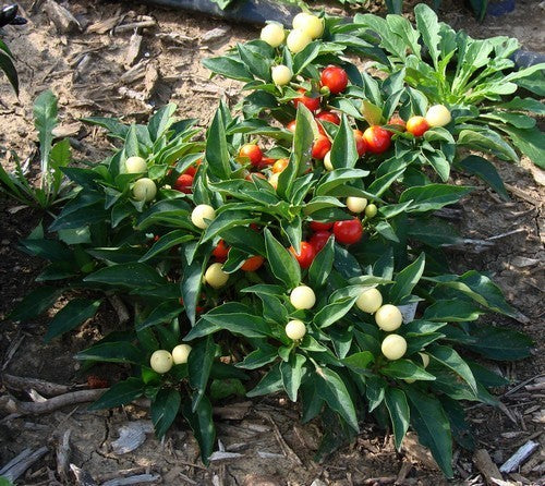 Peper 'Marbles'