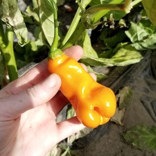 Peper 'Massimo'S Erotico' / 'Erotica''