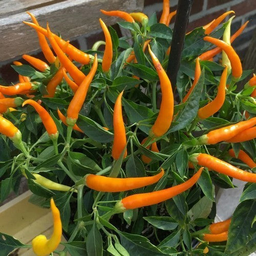 Peper 'Medusa Orange'