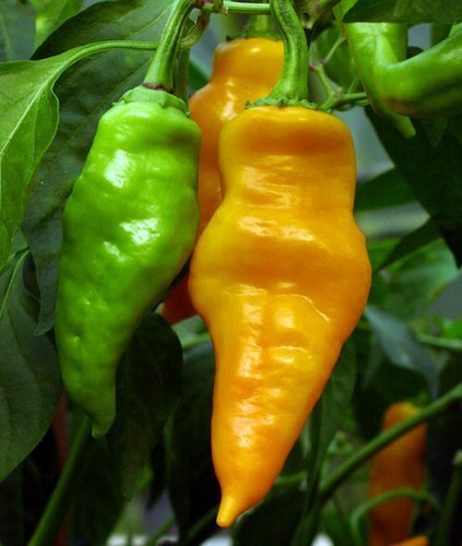 Pepper 'Monkey Face Yellow'