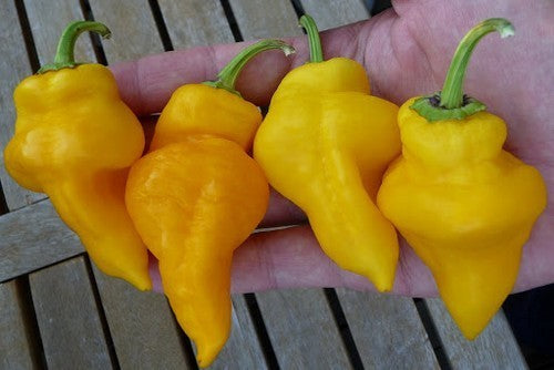 Pepper 'Monkey Face Yellow'