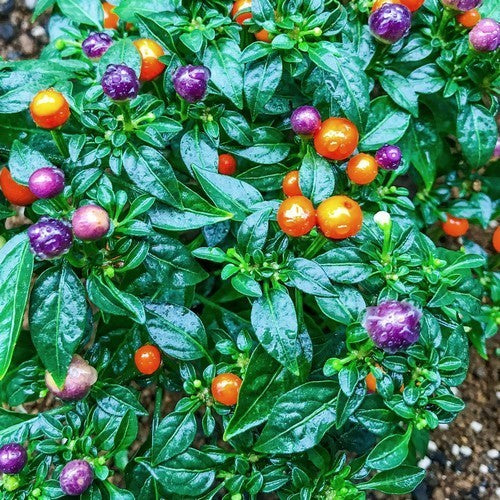 Pepper 'Moranguinho'