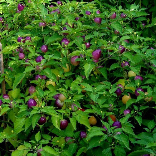 Pepper 'Moranguinho'