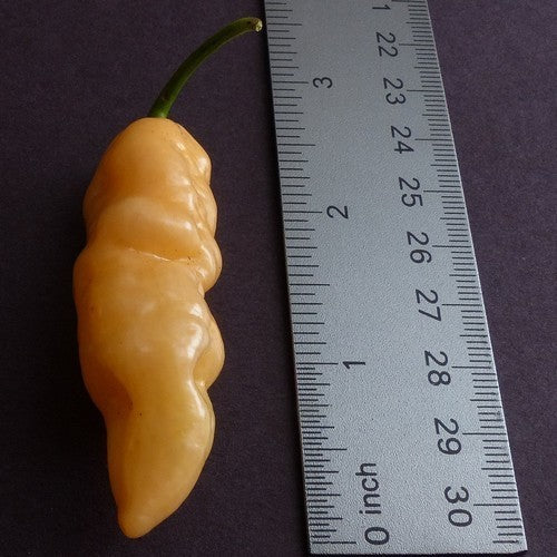 Peper 'Murupi Peach'