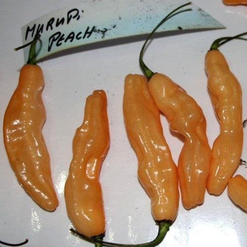 Peper 'Murupi Peach'