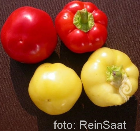Peper 'Mustafa'