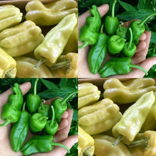 Peper 'My Hot Choice'