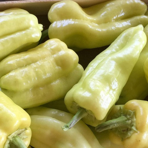 Peper 'My Hot Choice'