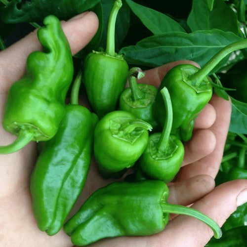 Peper 'My Hot Choice'
