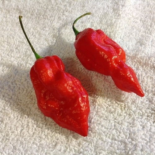 Peper 'Naga Morich'