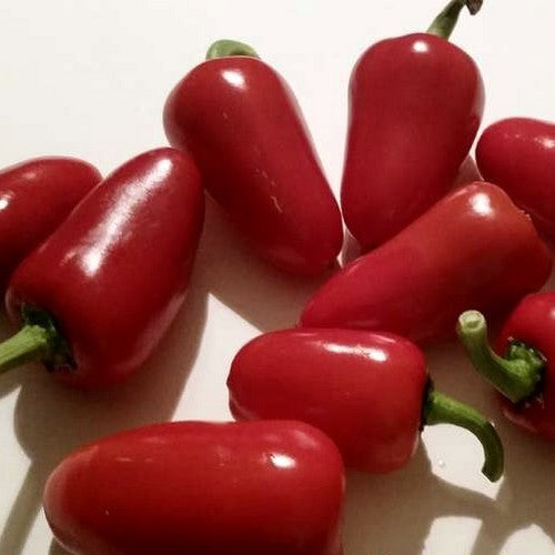 Peper 'Naso di Cane'