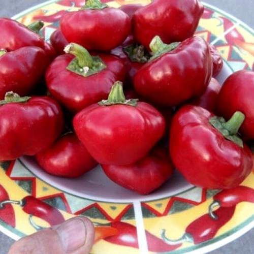 Peper 'Nora'